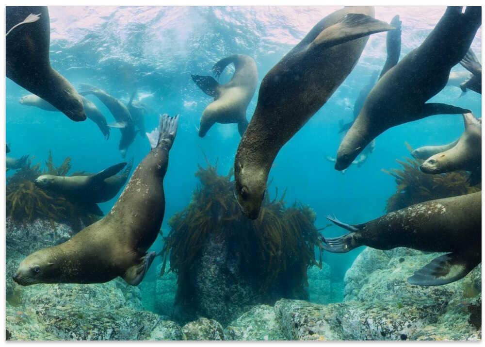 Sea lions