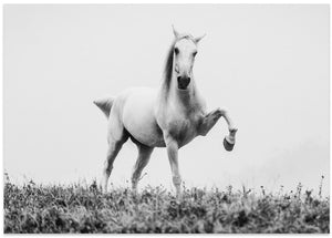 Art Prints of a short story about white beauty