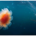 Jellyfish sea