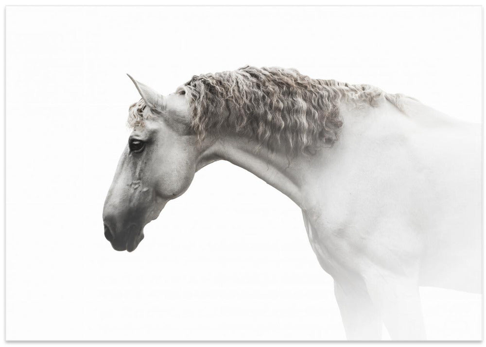 Art Prints of Curly hair…