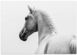 Art Prints of a short story about a shorn horse