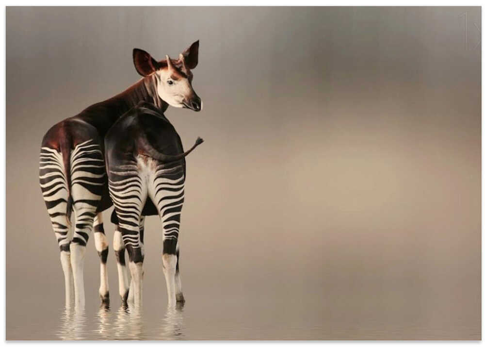 do you like my stripped panties ... ??