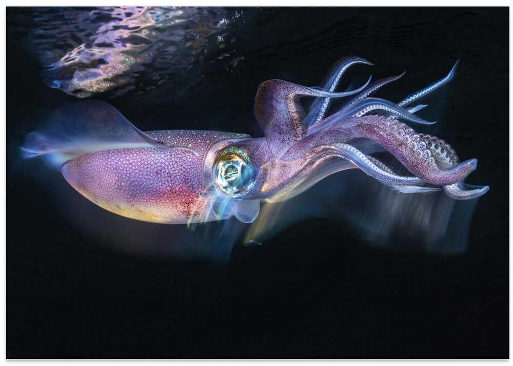 Flow of Squid