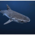 Tiger Shark