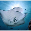 manta ray