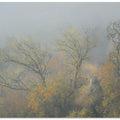 Trees in fog