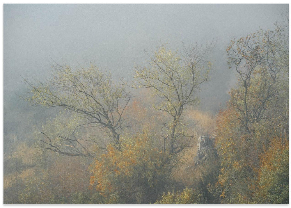 Trees in fog