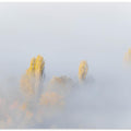 TREES IN FOG