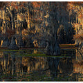 caddo lake