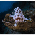 The Frogfish Trone