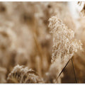 reed flower