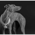 Whippet girl with the pearl necklace