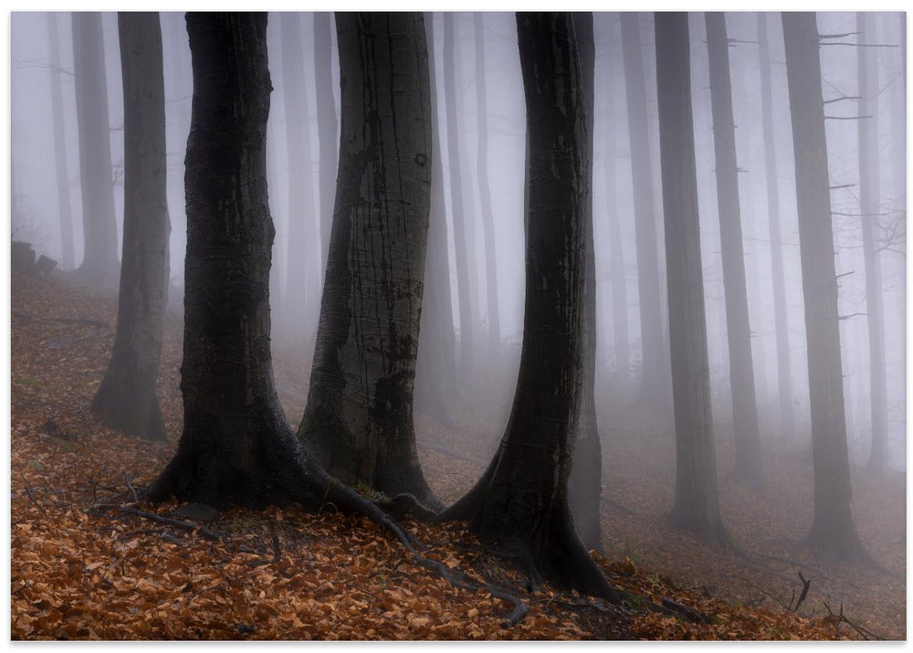 In the misty forest