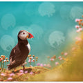 Atlantic puffin (Fratercula arctica)