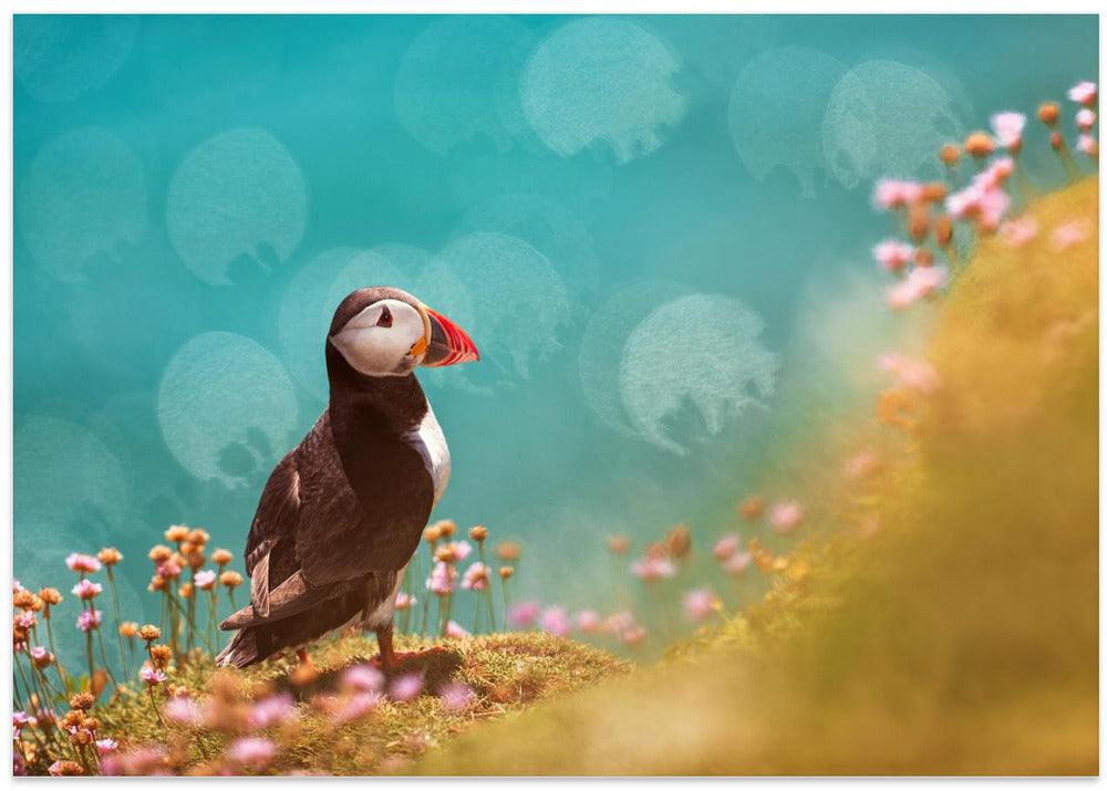 Atlantic puffin (Fratercula arctica)