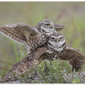 Canvas Art Print Burrowing Owl Love