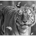 Canvas Art Print Tiger in The Motion