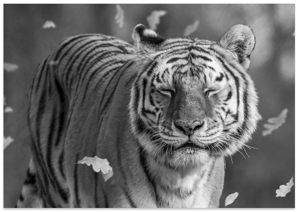 Canvas Art Print Tiger in The Motion