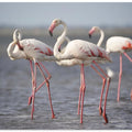 Flamingos from Provence