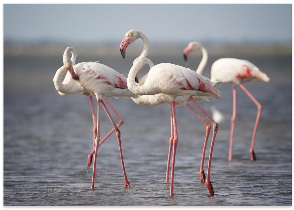 Flamingos from Provence