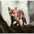 Canvas Art Print Little red fox