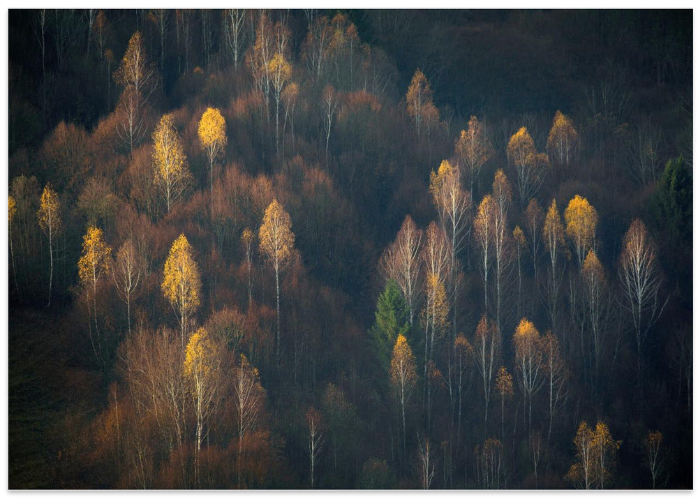Late Autumn