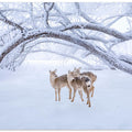 Canvas Art Print Deers' Walk in Snow