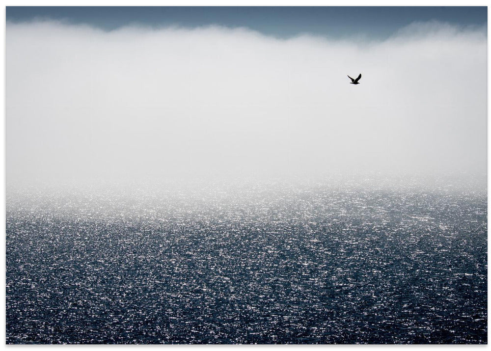 Gulls don't care for the fog