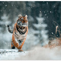 The Siberian tiger