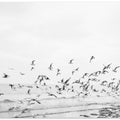 Seagulls - Coastal black and white