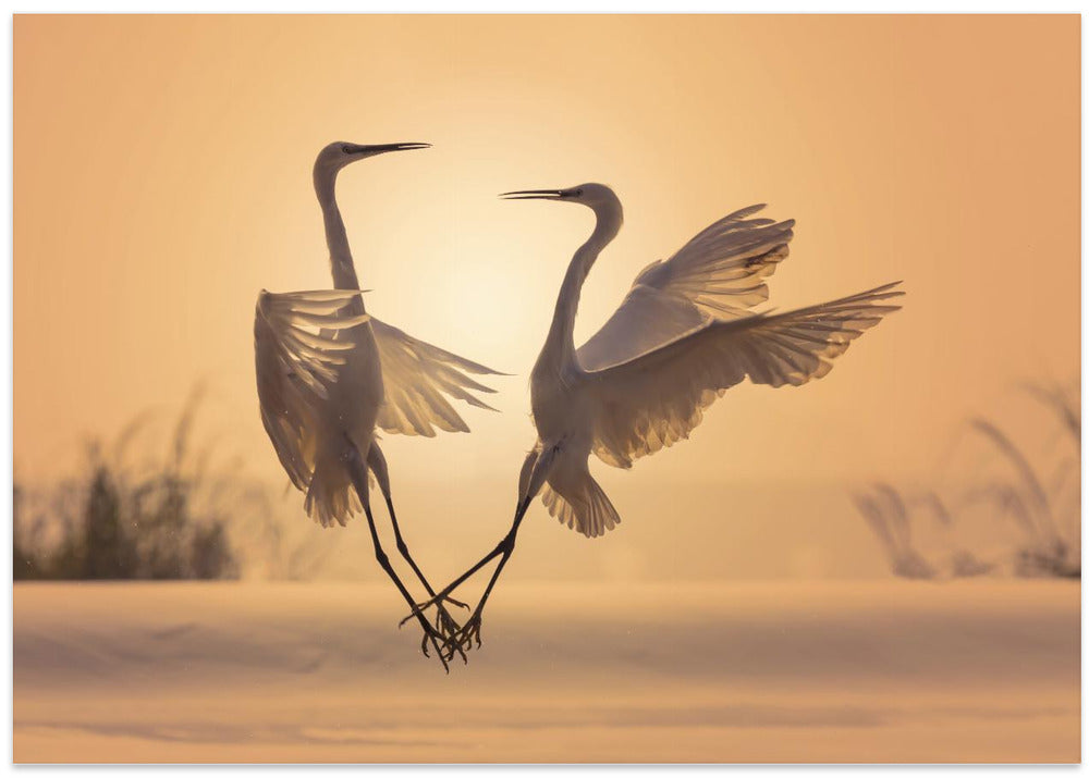 Egrets in sunset