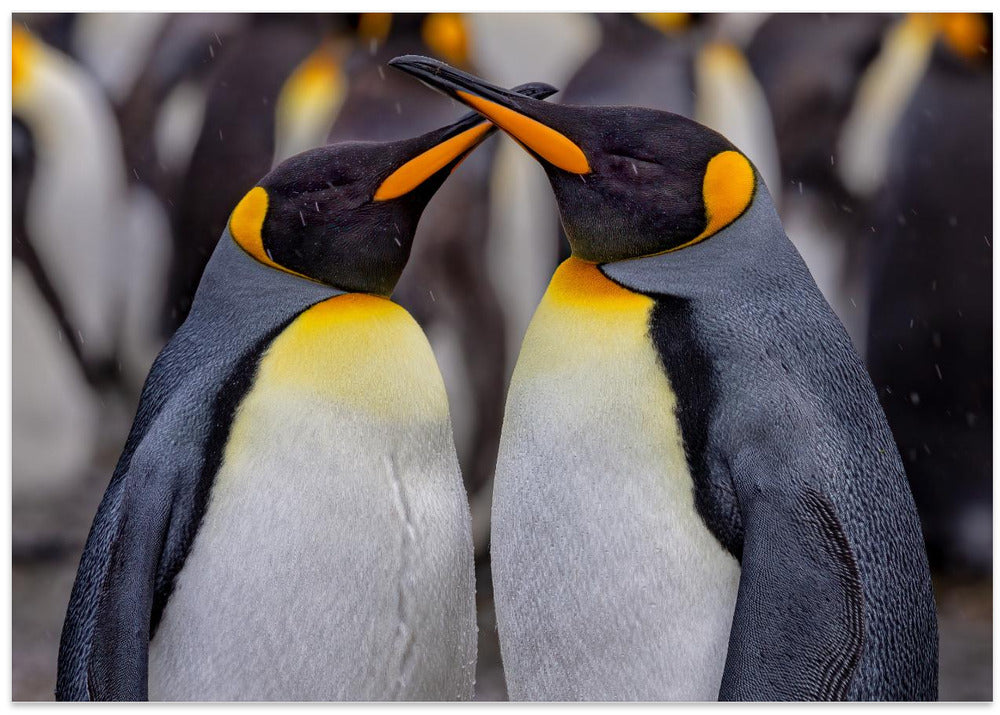 King Penguins in Snowy Day