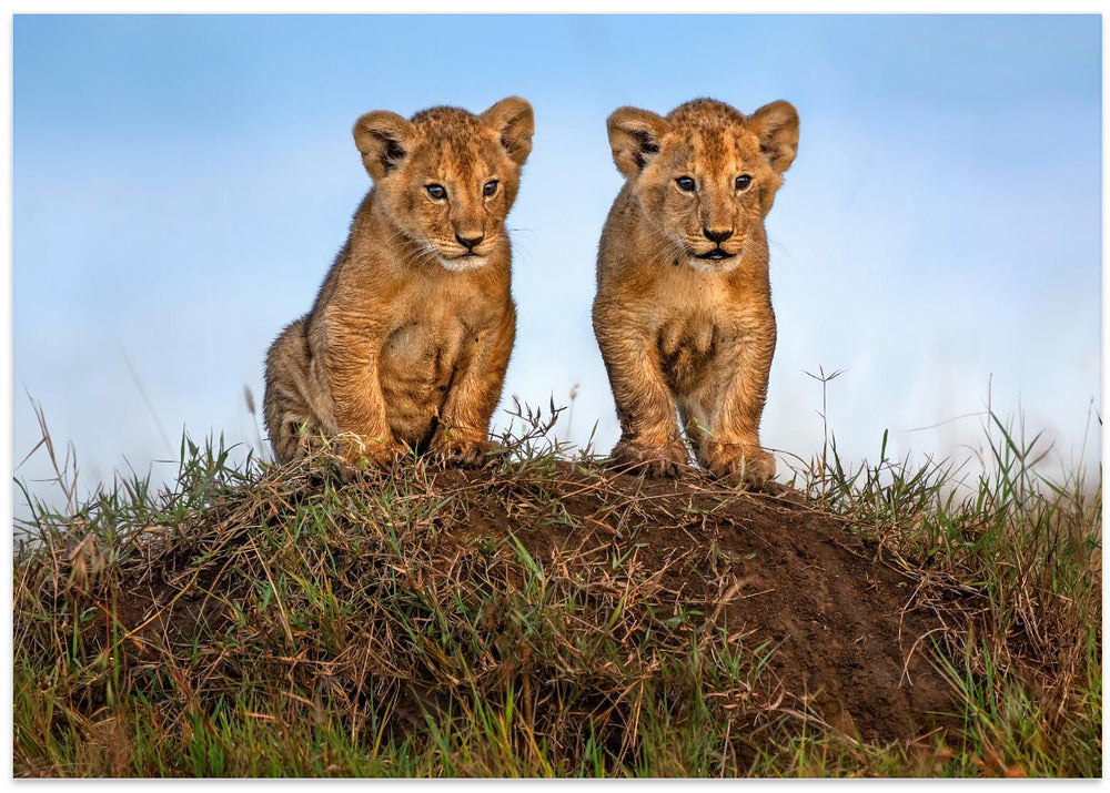 Curious lion cubs