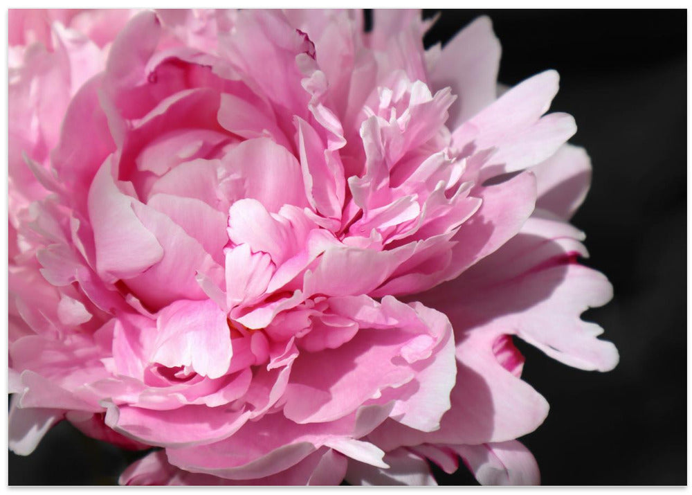 Pink peony VI