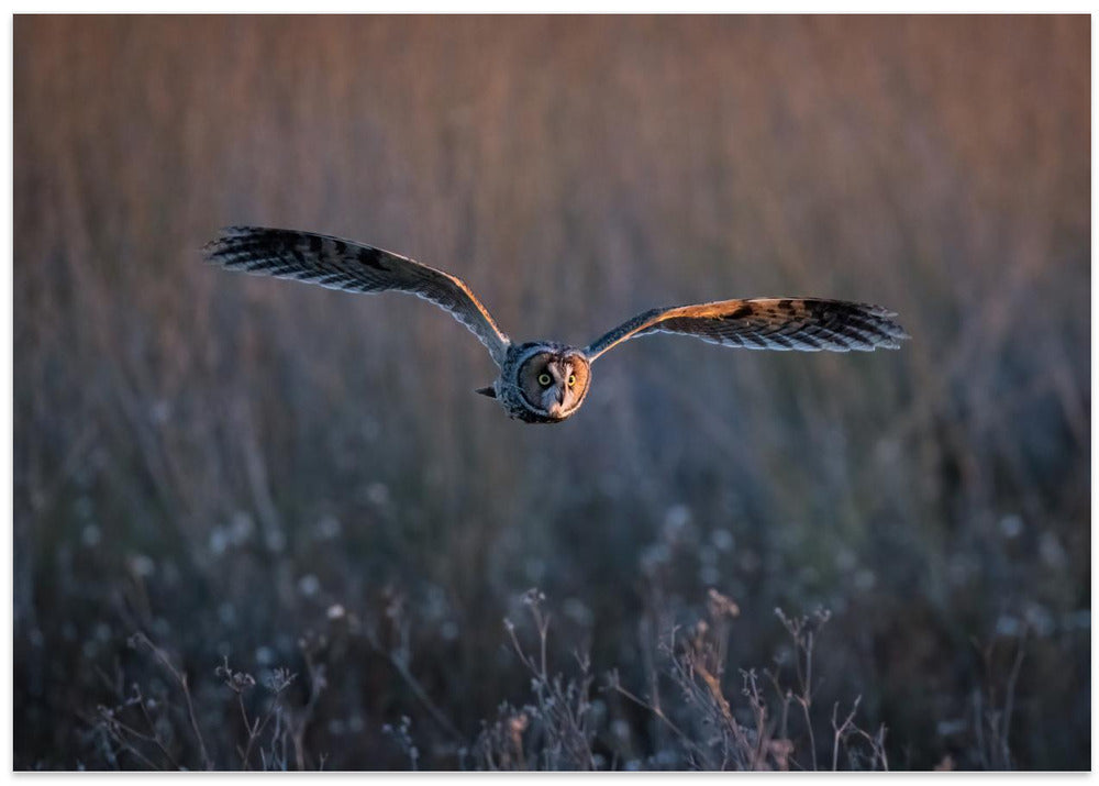 Long-eared owl