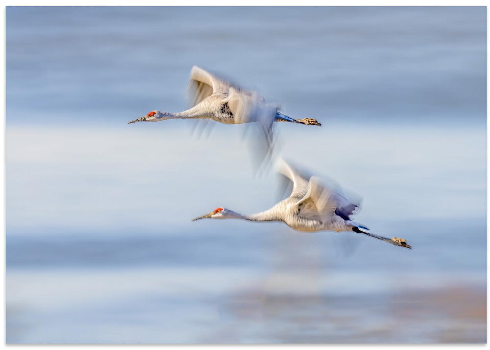 Duo Cranes Flying