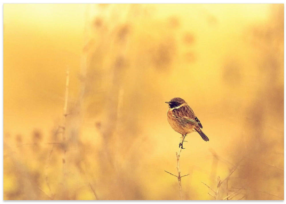 The Golden Hedgerow.