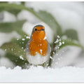 Robin in the snow.