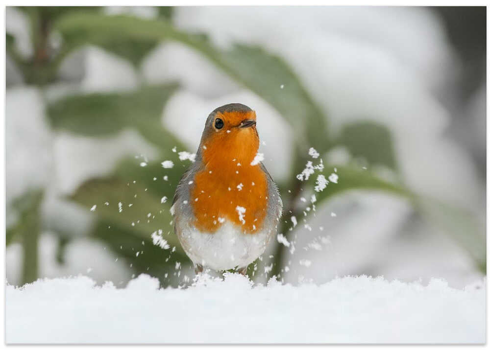 Robin in the snow.