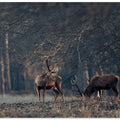 Antlers grazing together
