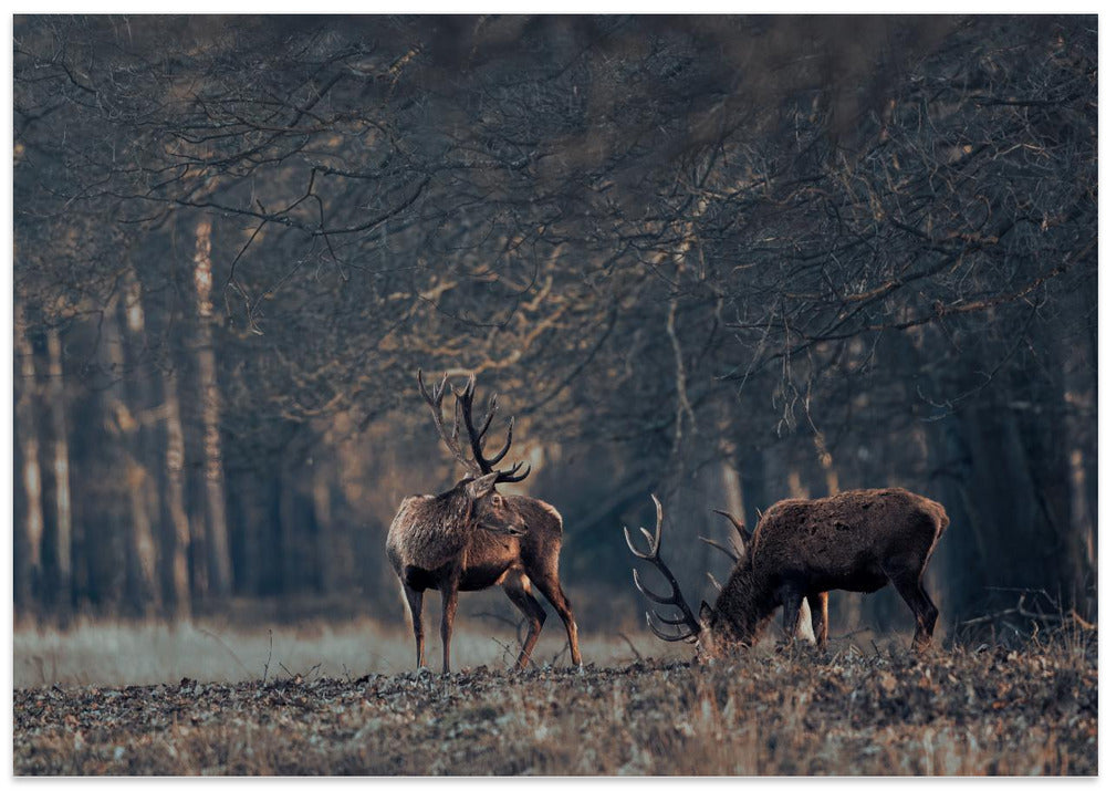 Antlers grazing together