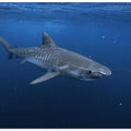 Tiger shark