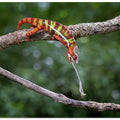 Panther Chameleon