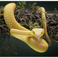 Yellow Viper