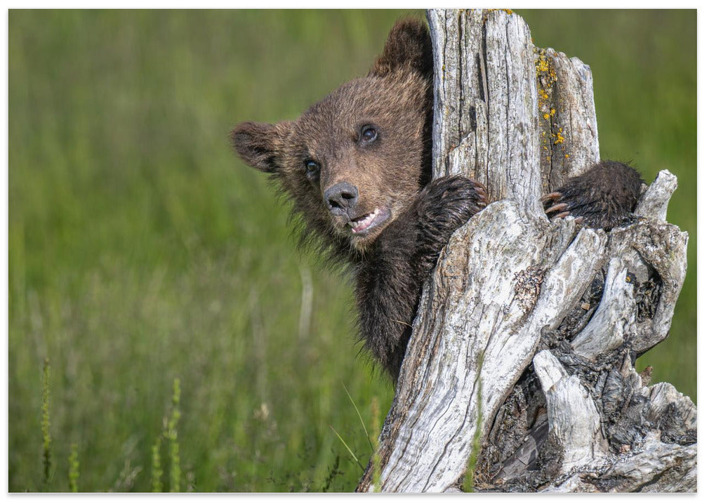 The adorable grizzly bear cub