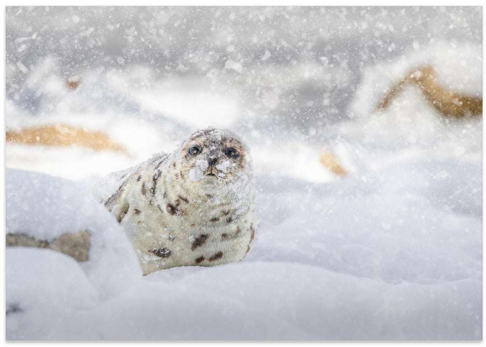 Storm day at the beach
