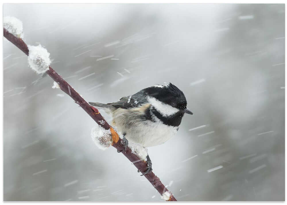 Winter and spring in one shot!