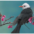 White-headed black bulbul