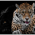Mr and Mrs Jaguar - Panthera Onca