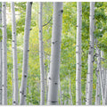 Birch Forest